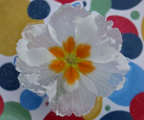 Flower Water Waterline White Wet Nature Plant