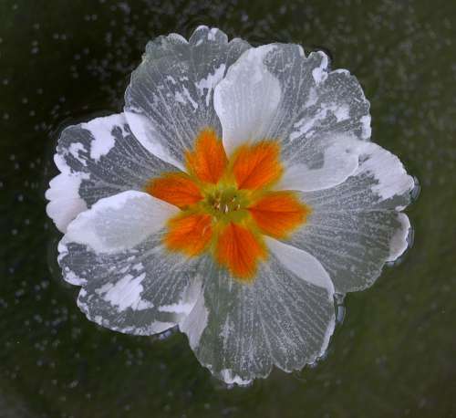 Flower Water Waterline White Wet Nature Plant