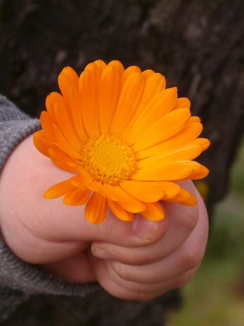 Flower Orange Color Gerbera Daisy Child Hand