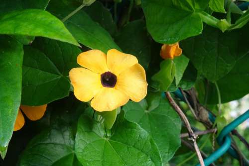 Flower Orange Thunbergia Alata Black-Eyed Susan
