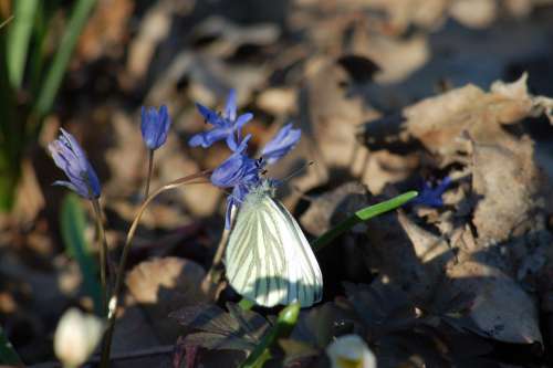 Flower Butterfly Underwood Spring Scilla Bifolia