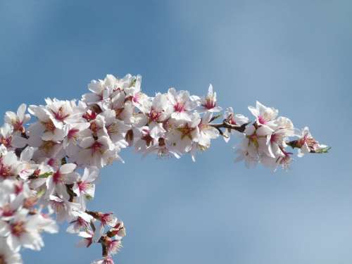 Flower Almond Tree Flowering Branch Spring