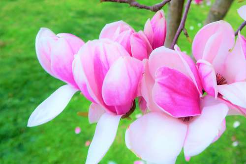 Flower Tree Branch Spring Nature Pink Blooming