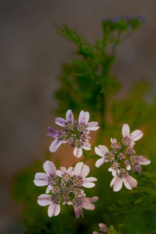 Flower Corriender Leaf Beautiful Flower Small Flower