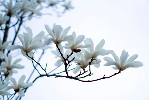 Flower Magnolia White Spring Sky