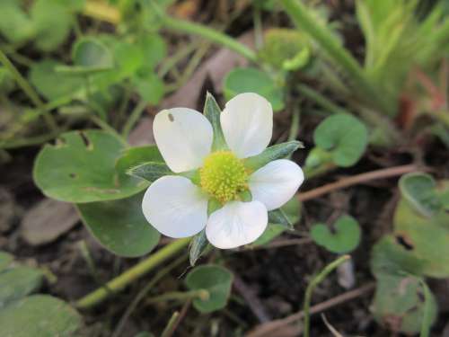 Flower Prato Nature Flowers Summer Bloom Plant