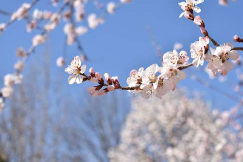 Flower Blue Sky White Peach Blossom Garden Campus
