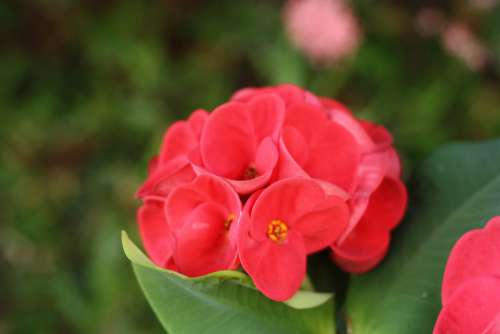 Flower Nature Red Bright Euphorbia Bloom Outdoor