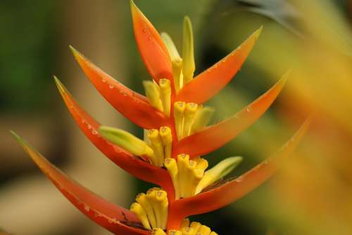 Flower Plant Exotic Tropical Colorful Coloured