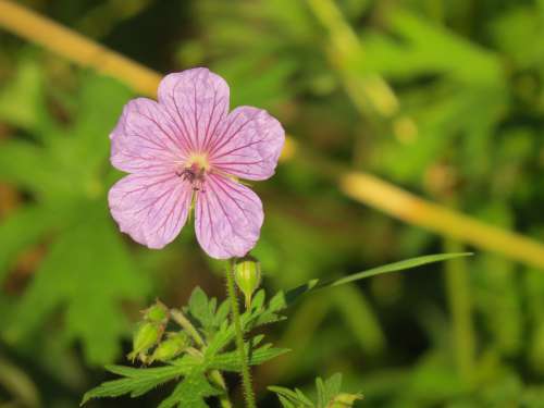 Flower Bloom Summer Nature Petals Beauty Spring