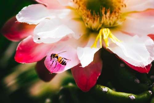 Flower Pink Bee