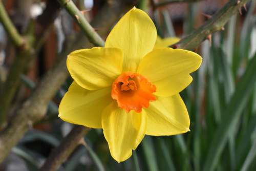 Flower Garden Spring Nature Daffodils