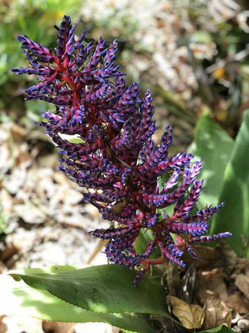 Flower Nature Hervey Bay Australia