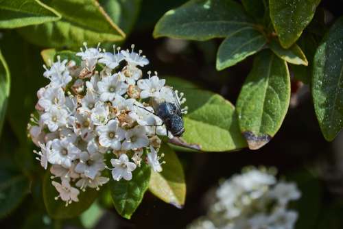 Flower Garden Flowers Petals Flora Flowering