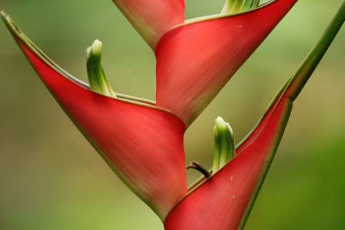 Flower Tropical Exotic Red Colorful Background