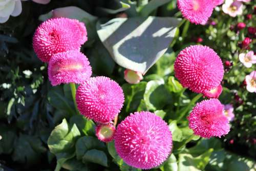 Flower Blossom Bloom Pink Garden Flora Summer