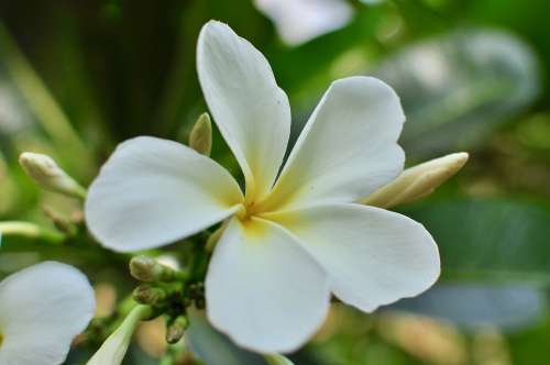 Flower White Blooming Flora