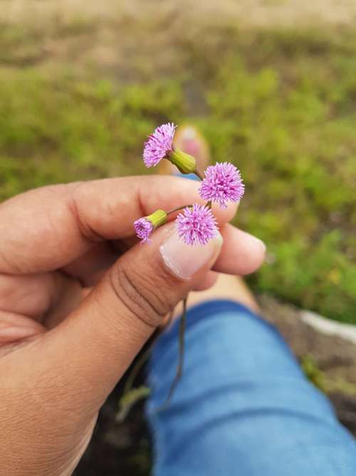 Flower Mini Hands Travel