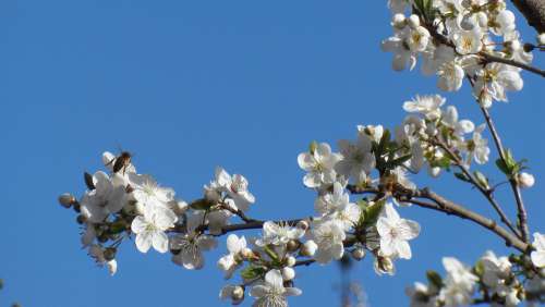 Flower Flowers Nature Sky Spring Plum Blossom