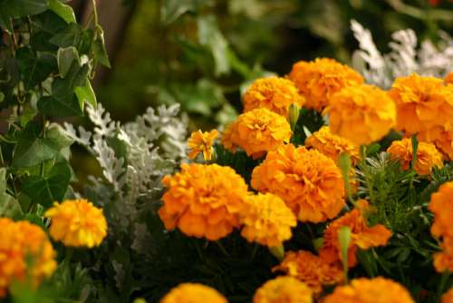 Flowers Marigold Orange