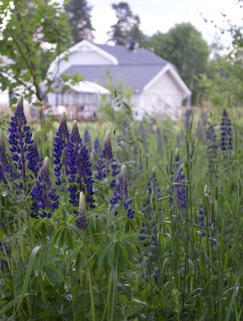 Flowers House Lupins Home Nature Flower Summer