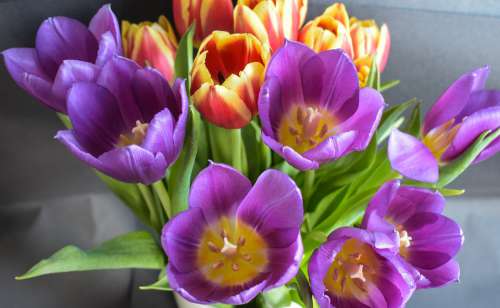 Flowers Spring Tulip Color Blooms At