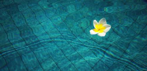 Flowers Frangipani Flower Pool Swimming Pool