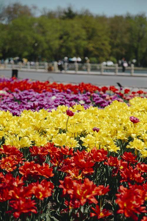 Flowers Field Tulips Tulip Nature Bloom Canada