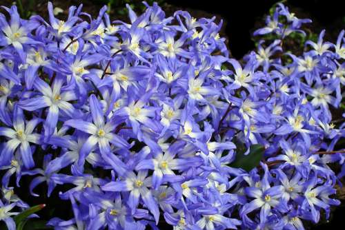 Flowers Blue Nature Spring Flourishing Decorative