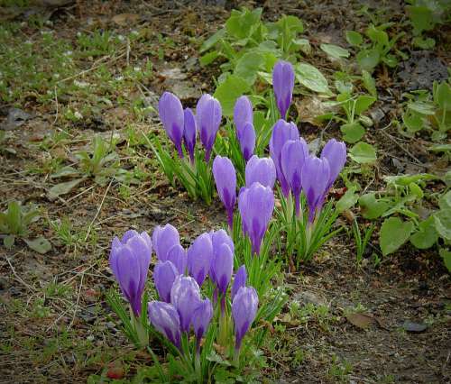 Flowers Crocus Purple Spring