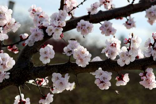 Flowers White Spring Casey Tree Nature Supplies