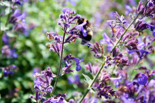 Flowers Abeja Flor