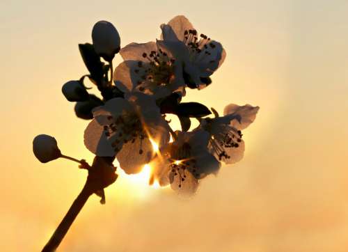 Flowers Sun Light Spring Casey Bloom