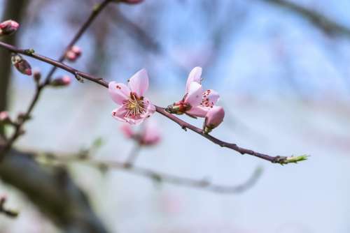 Flowers Peach Blossom Branch Spring