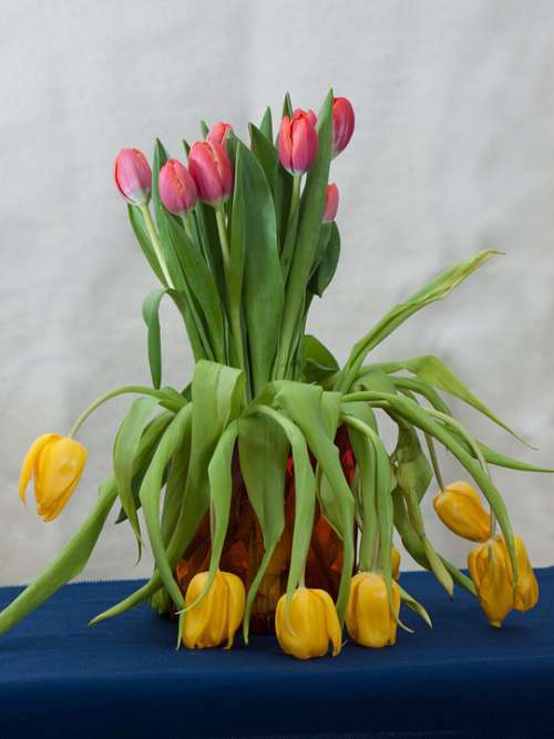 Flowers Tulips Still Life Garden Horticulture