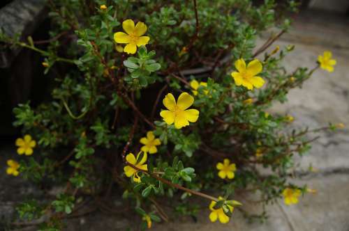 Flowers Yellow Beautiful Portulaca Grandiflora