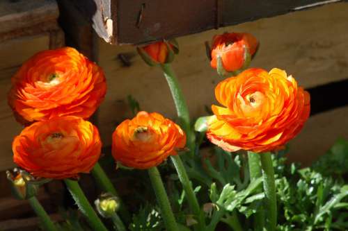 Flowers Spring Orange Buttercups Bloom