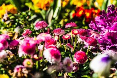 Flowers Flower Bed Pink Yellow Red Mix Spring