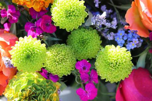 Flowers Yellow Plant Flora Summer Colorful Nature