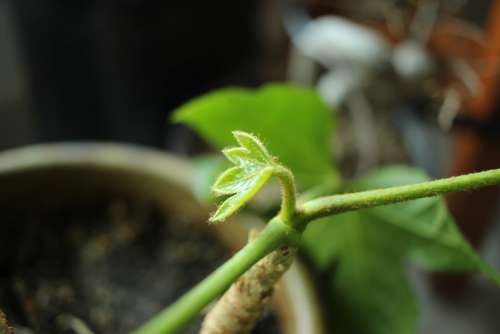 Focus Plant Leaf Green Background Natural Silent