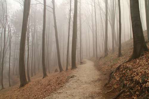 Fog Trail Forest Fall