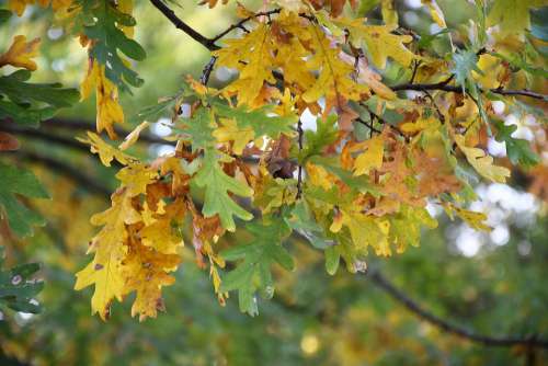 Foliage Autumn Nature Tree Yellow