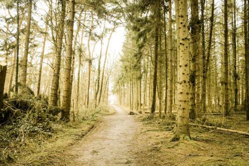 Forest Monochrome Nature Trees Landscape Fantasy