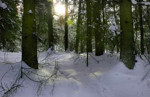 Forest Snow Winter Winter Holidays Light Tree