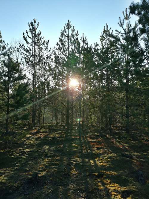 Forest Sun Morning Spring Sunrise Nature Sky