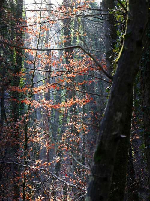 Forest Trees Light Contrast Color Winter