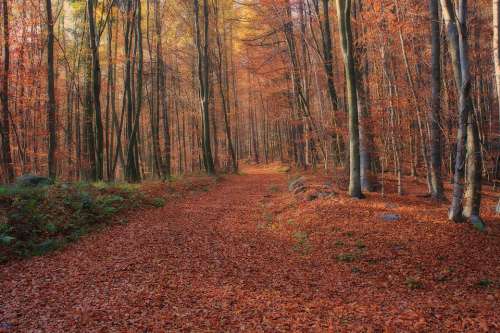 Forest Nature Trees Leaves Away Autumn