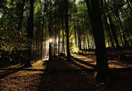 Forest Nature Mysterious Sunlight Shadow