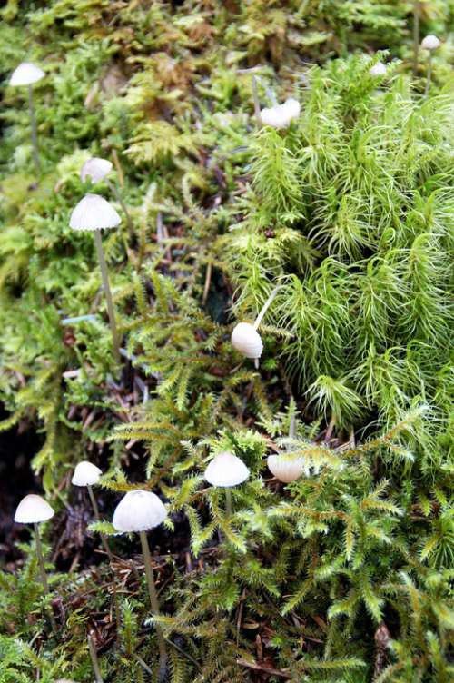 Forest Floor Moose Mushrooms Nature Green Plant