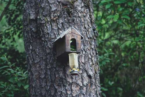 Forests House Of Birds Birdhouse Wood Tree Nidal